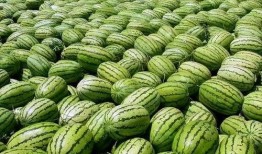 娱乐圈吃瓜爆料 网红大瓜在哪找 吃瓜祁可爱,网红大瓜聚集地，吃瓜祁可爱带你一网打尽